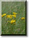 2012-06-24-BALADE-STE GENEVIEVE010.jpg